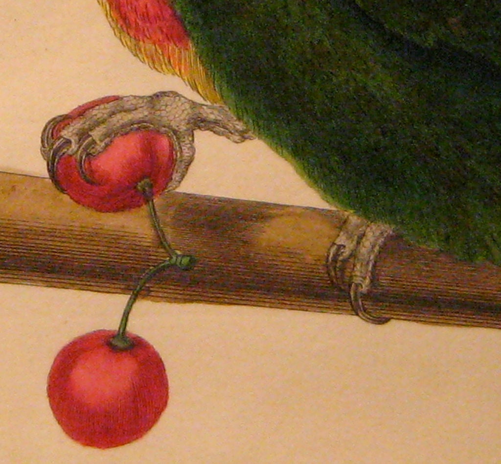 French Suite of Six 18th century Colored Engravings of Exotic Parrots For Sale