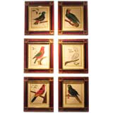 Suite of Six 18th century Colored Engravings of Exotic Parrots