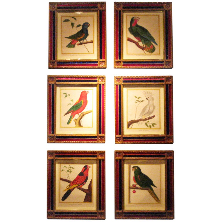 Suite of Six 18th century Colored Engravings of Exotic Parrots For Sale