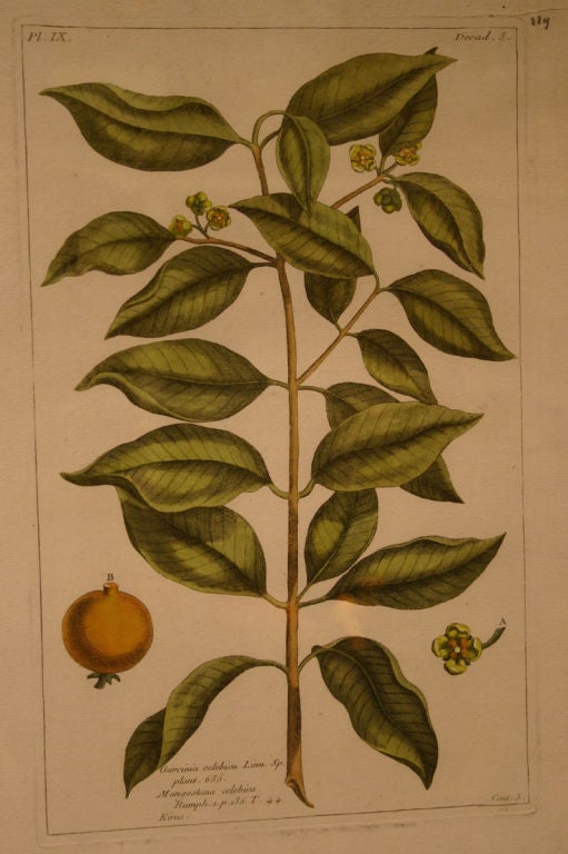 Set of Twelve 18th Century English Botanical Engravings