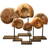 A Set of Six Ancient Ammonite Fossiles