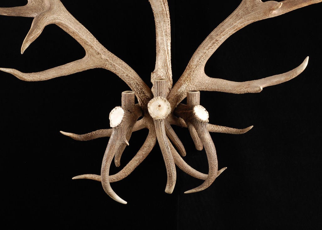 Pair of European Antique Deer Antler 3-light Sconces