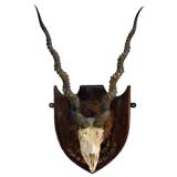 Black Buck skull