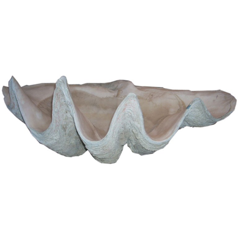 Giant Clam Shell For Sale