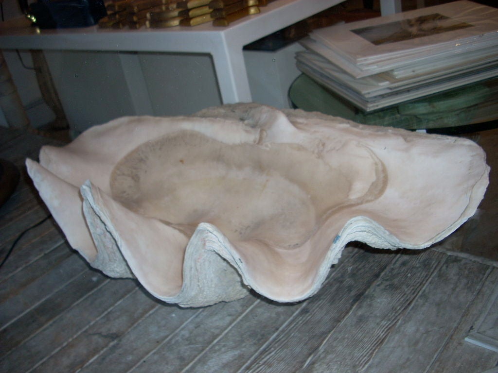 fossilized giant clam shell price