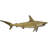 Vintage Hammerhead Shark