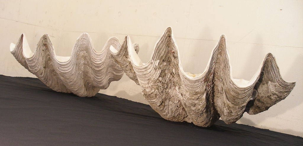 This pair of giant clam shells are approximately 200 years old.<br />
One shell is slightly larger than the other.The dimensions given below are for the larger one. The smaller one is 29 inches long and 12 inches deep.  The insides are naturally
