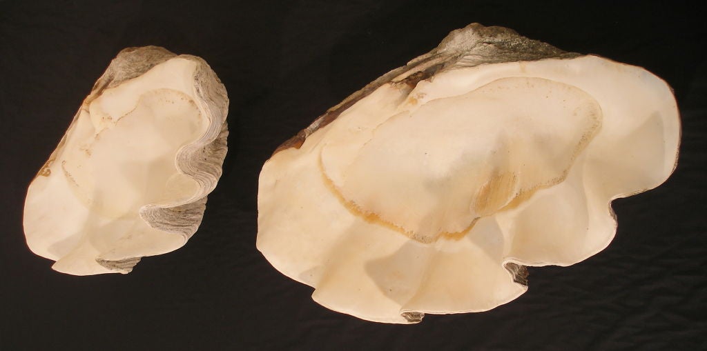 19th Century A pair of Old  Giant Clam shells  Tridacna gigas. For Sale