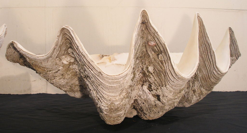 Shell A pair of Old  Giant Clam shells  Tridacna gigas. For Sale