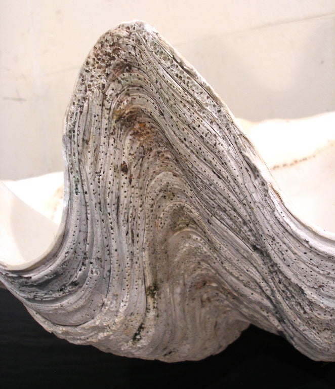 A pair of Old  Giant Clam shells  Tridacna gigas. For Sale 1