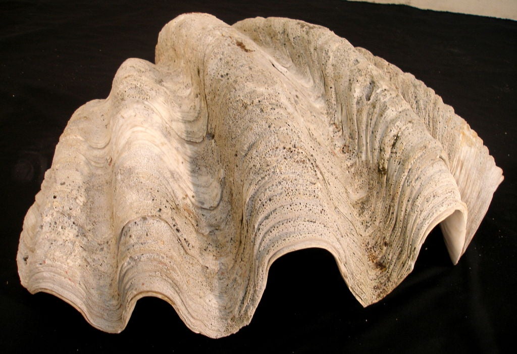 A pair of Old  Giant Clam shells  Tridacna gigas. For Sale 2