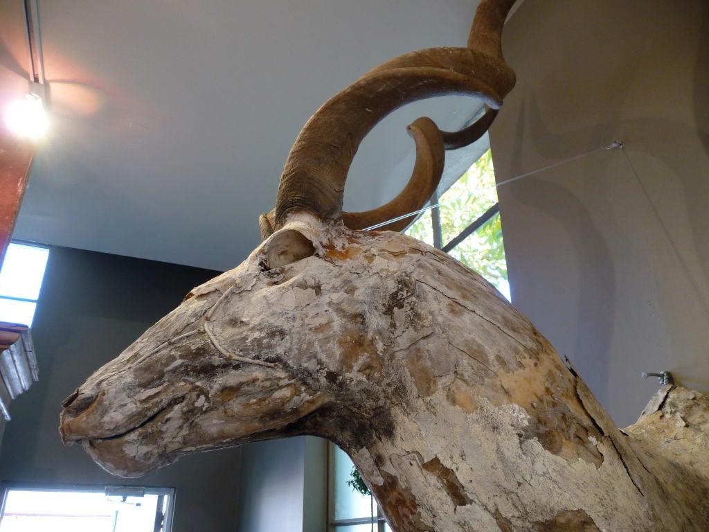 19th Century Stunning Papier Mache Kudu Trophy With Natural Horns For Sale