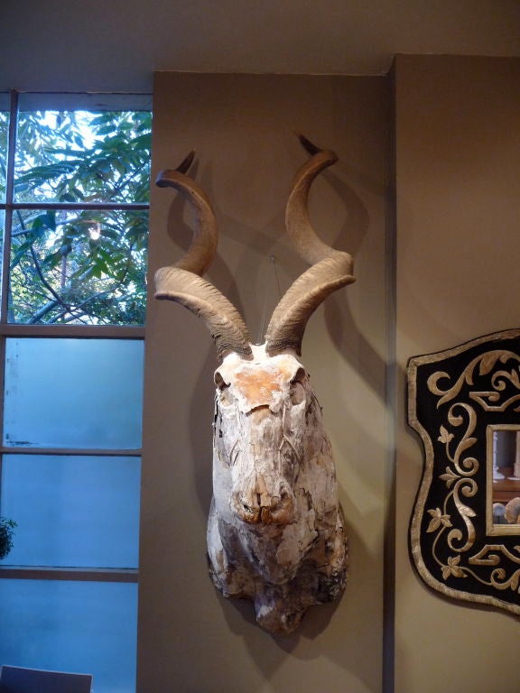 Stunning Papier Mache Kudu Trophy With Natural Horns