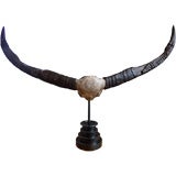 Ginormous Water Buffalo Horns On Stand