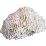 Enormous White Coral Specimen