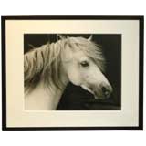 Large Stunning Silver Print Horse Photos by Sheila Rock