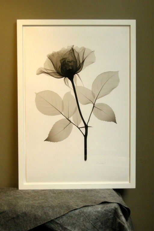Large X-Ray Photos of Flowers By Don Dudenbostel