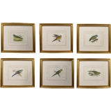 1071 A set of 6 19th century parrot bird prints