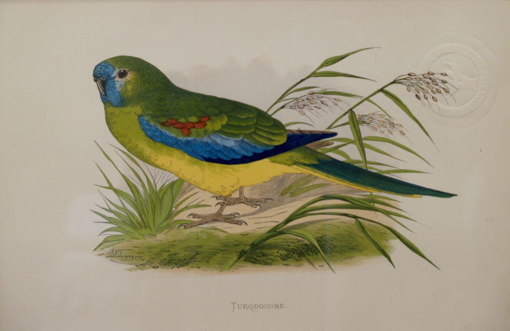 1071 A set of 6 19th century parrot bird prints