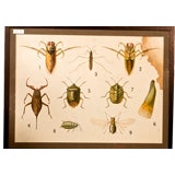 framed Belgian insect print
