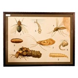 Vintage Framed insect teaching chart