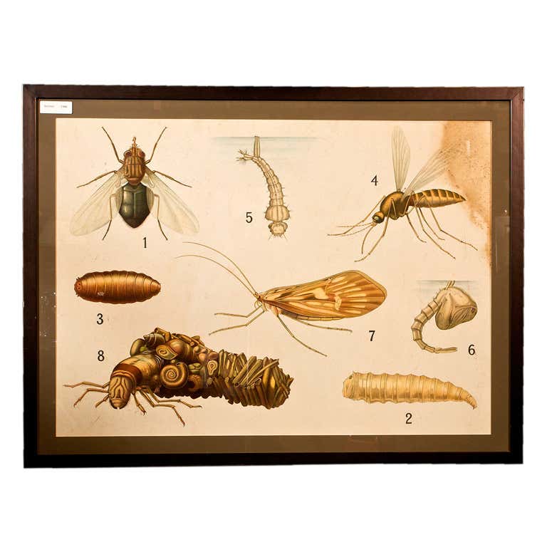 Vintage Insect Chart - 4 For Sale on 1stDibs