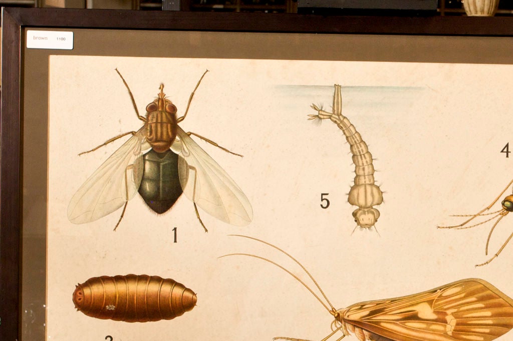 Framed insect teaching chart