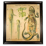 Vintage Large biological print of amphibian