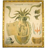 Monumental vintage biological framed print