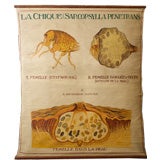 Antique hand-painted teaching chart life cycle of flea