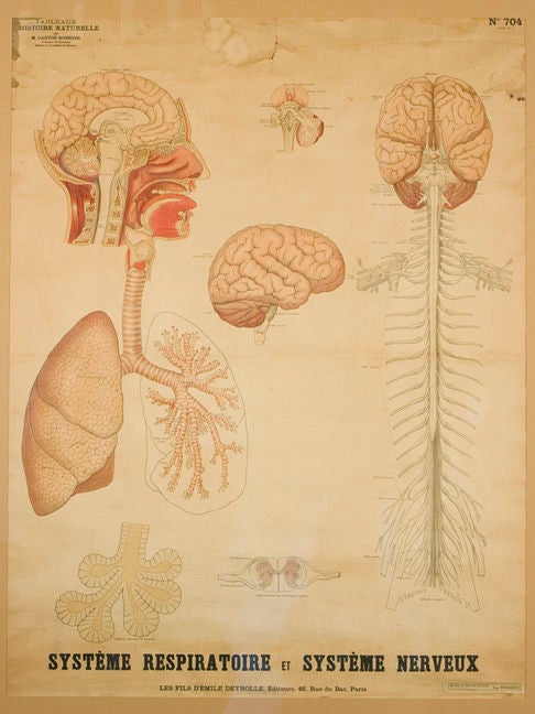 Deyrolle framed Sorbonne biological print 2