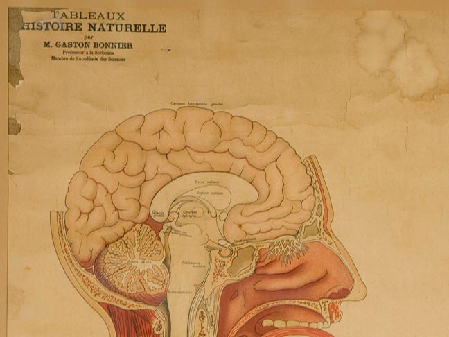 Deyrolle framed Sorbonne biological print 1