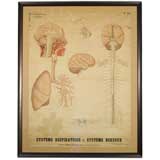 Deyrolle framed Sorbonne biological print