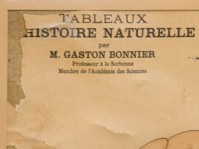 20th Century Deyrolle framed Sorbonne biological print