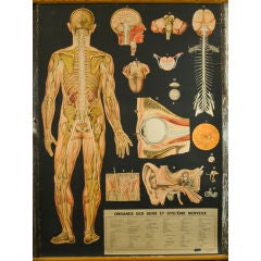 Vintage Italian Medical Charts written in French  2 available