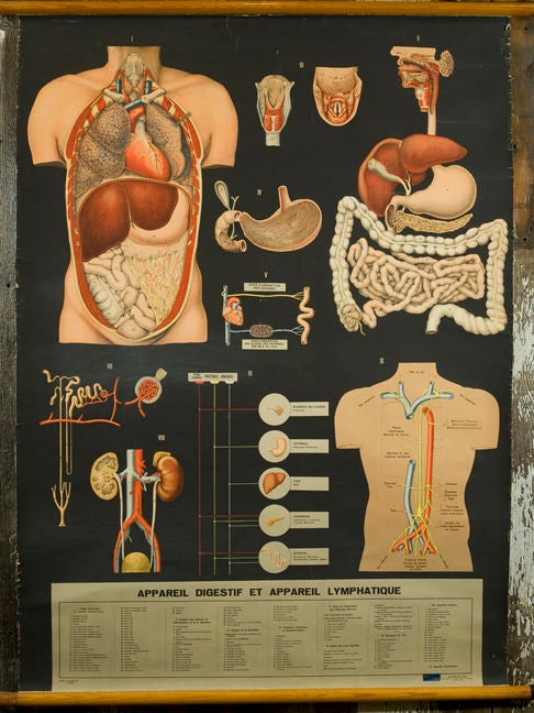 Vintage charts showing the Human Nervous System and Digestive System.  Wording is French.