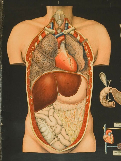 Vintage Italian Medical Charts written in French  2 available 1