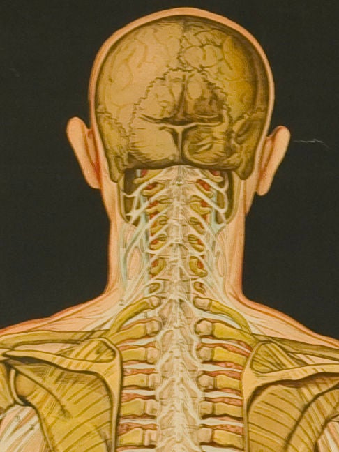 Vintage Italian Medical Charts written in French  2 available 2