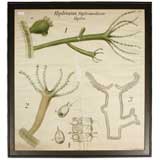 "Hydra" Botanical chart