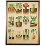Vintage Root vegetable botanical teaching poster