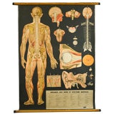 Vintage Italian anatomy chart of the nervous system
