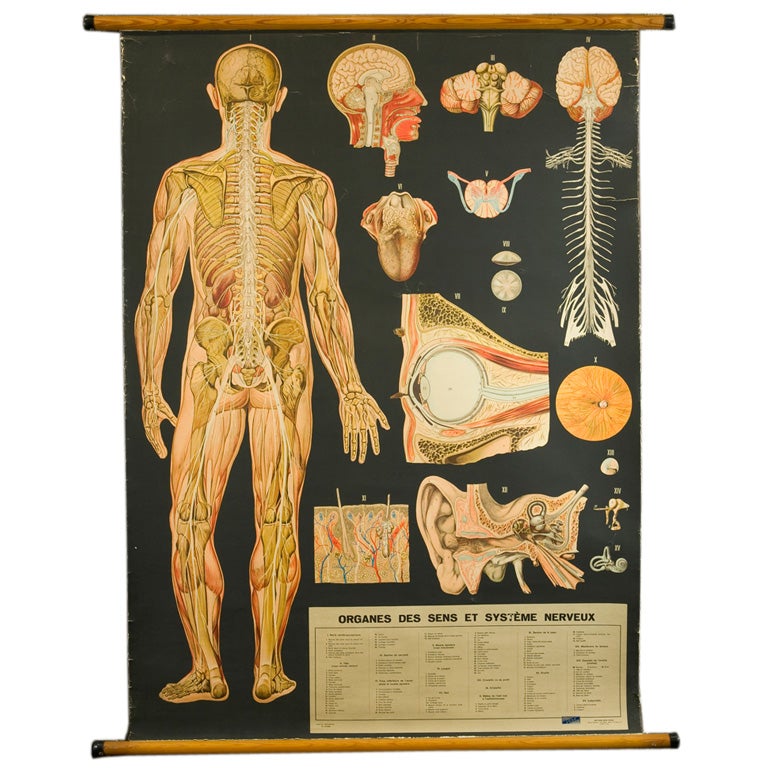 Anatomy Vintage 82