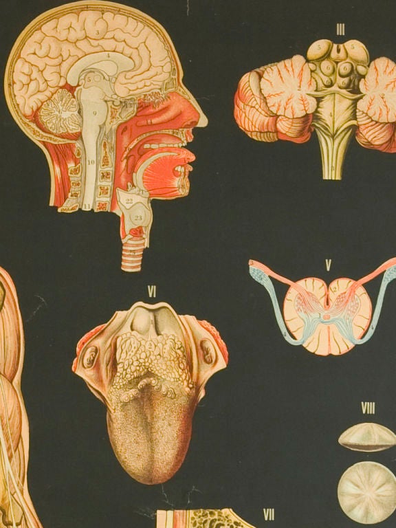 Vintage Italian anatomy chart of the nervous system at 1stdibs