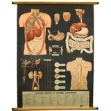 Vintage Italian anatomy chart of  lymphatic & digestive systems