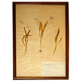 Framed French Herbiers