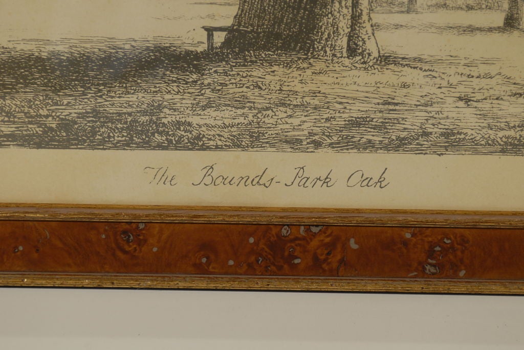Tree Engraving 'Restrike from the Original Circa 1820s Plate' 3