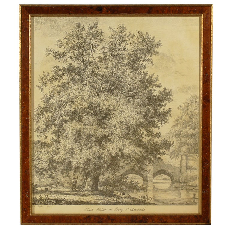 Tree Engraving 'Restrike from the Original Circa 1820s Plate'