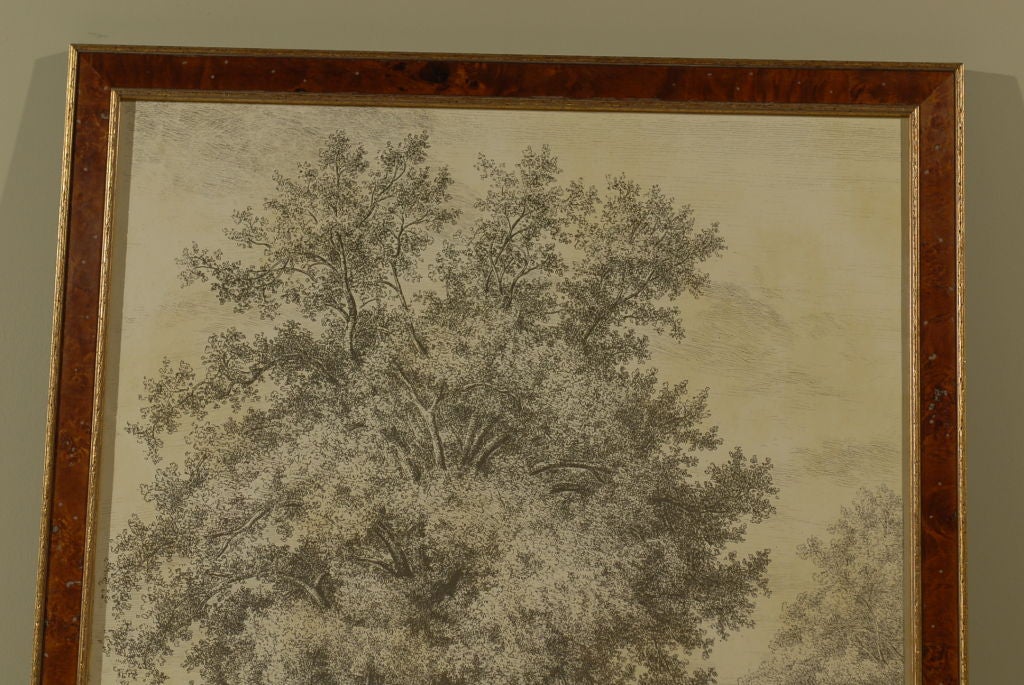 Tree Engraving 'Restrike from the Original Circa 1820s Plate' In Excellent Condition In Atlanta, GA