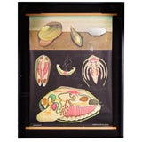Jung Koch Quentell - Framed Zoology Chart 'Pond Mussel'