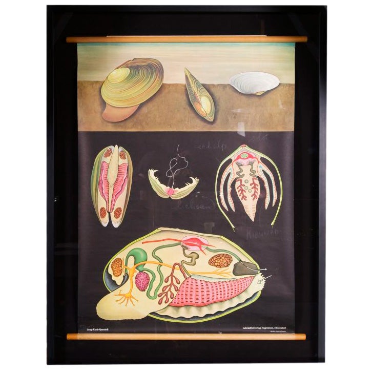 Jung Koch Quentell - Framed Zoology Chart 'Pond Mussel' For Sale